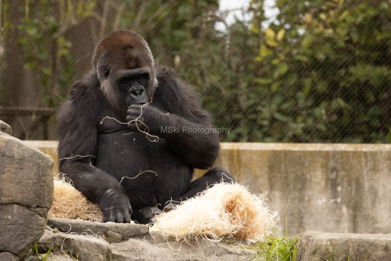 SF-Zoo-01-13