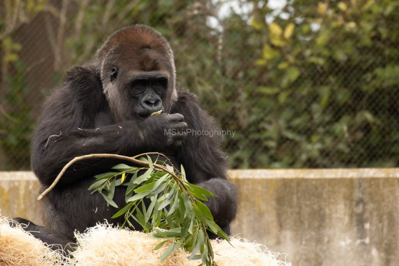 SF-Zoo-01-15