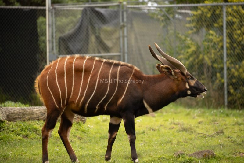 SF-Zoo-01-29